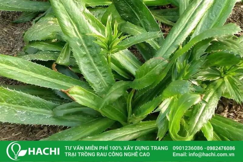 Chậu rau húng lủi tươi xanh dùng để trang trí góc bếp hoặc bệ cửa sổ